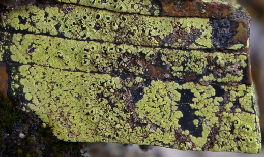 aiuto clasificazione 1